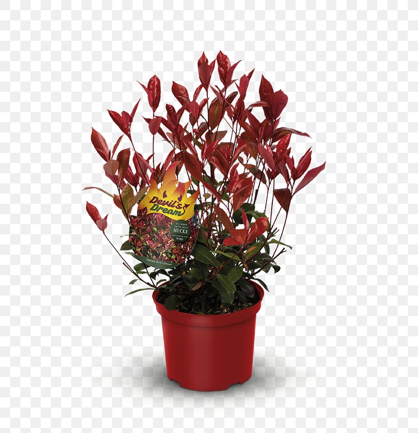 Red Tip Photinia Hedge Plants Flower Houseplant, PNG, 654x850px, Red Tip Photinia, Artificial Flower, Cut Flowers, Floral Design, Floristry Download Free