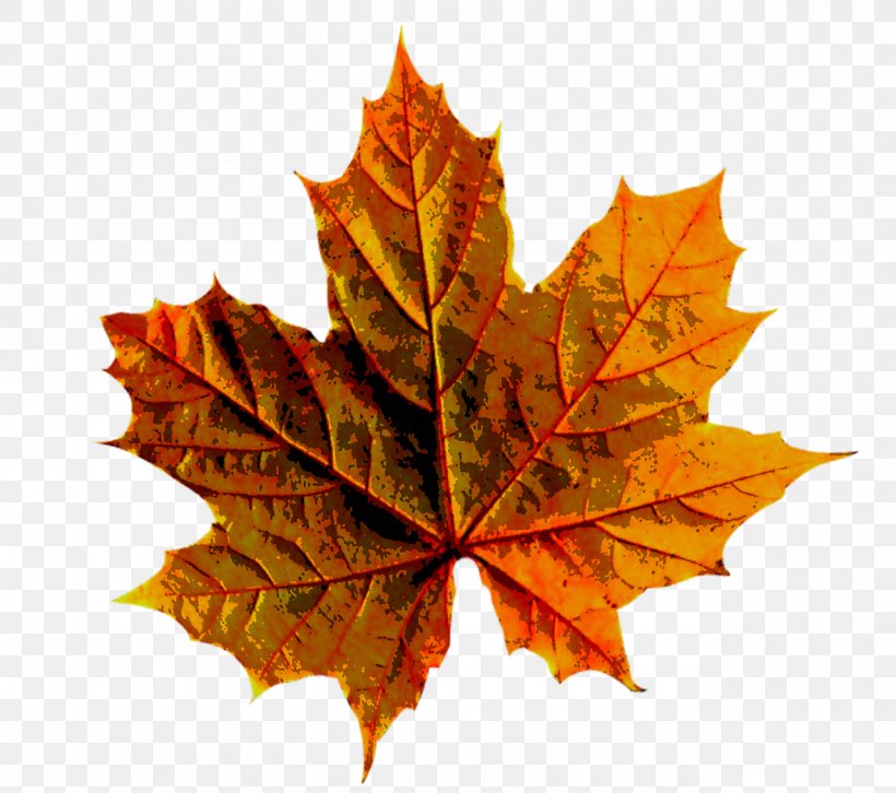 Autumn Leaf Color Autumn Leaf Color Maple Leaf, PNG, 1280x1134px, Leaf, Autumn, Autumn Leaf Color, Deciduous, Maple Download Free