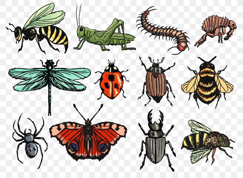 Insect Drawing Clip Art, PNG, 800x600px, Insect, Arthropod, Brush Footed Butterfly, Butterfly, Centipedes Download Free