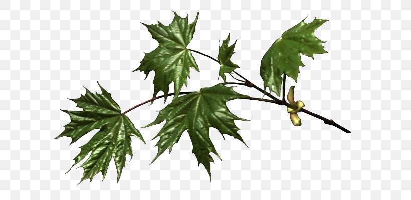 Maple Leaf Branch Tree Birch, PNG, 640x399px, Maple Leaf, Birch, Branch, Cottonwood, Elm Download Free