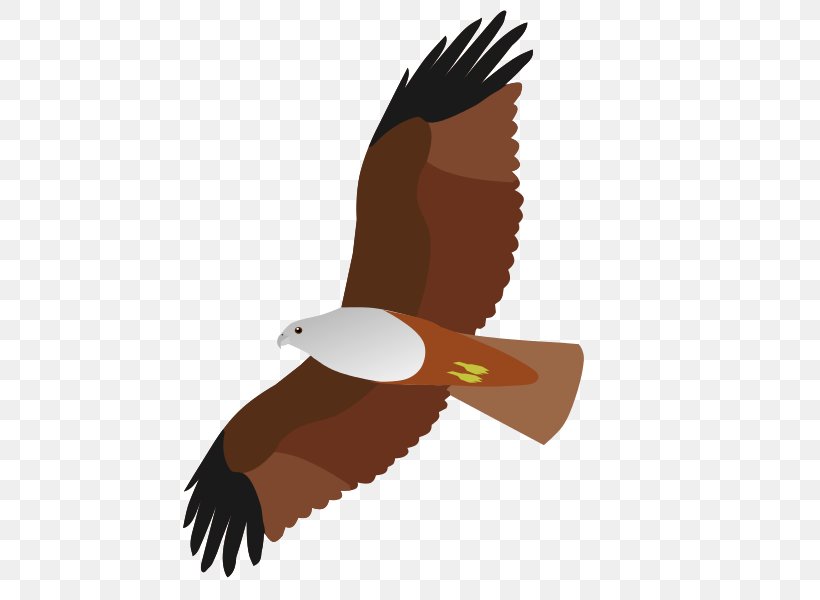 Bird Of Prey Bald Eagle Accipitriformes, PNG, 600x600px, Bird, Accipitriformes, Animal, Bald Eagle, Beak Download Free
