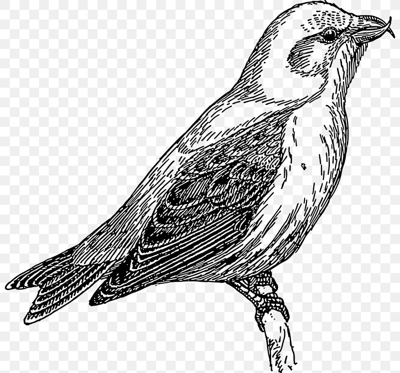 Common Cuckoo Lesser Cuckoo Clip Art, PNG, 800x765px, Common Cuckoo, Art, Beak, Bird, Black And White Download Free