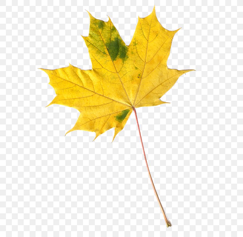 Maple Leaf Autumn Leaves Image, PNG, 588x800px, Maple Leaf, Autumn, Autumn Leaves, Blog, Depositphotos Download Free