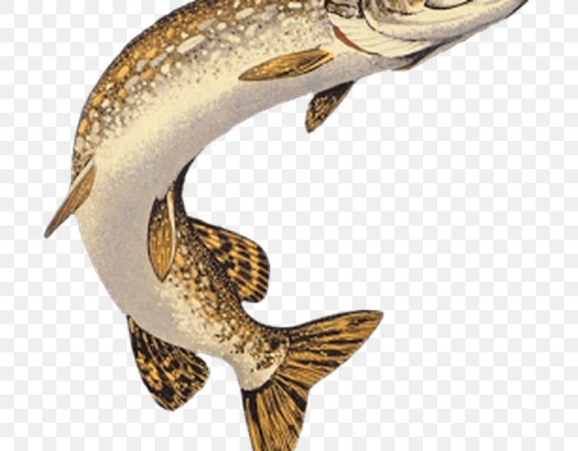 Northern Pike Muskellunge American Pickerel Walleye Fishing, PNG, 800x640px, Northern Pike, American Pickerel, Amur Pike, Bait, Bony Fish Download Free