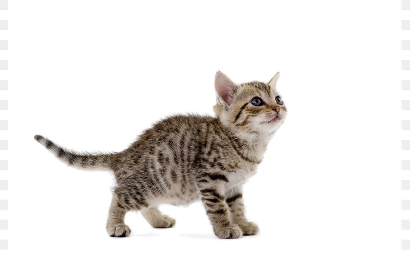 Cat Play And Toys Kitten Mouse Dog, PNG, 787x511px, Cat, Aegean Cat, American Shorthair, American Wirehair, Asian Download Free