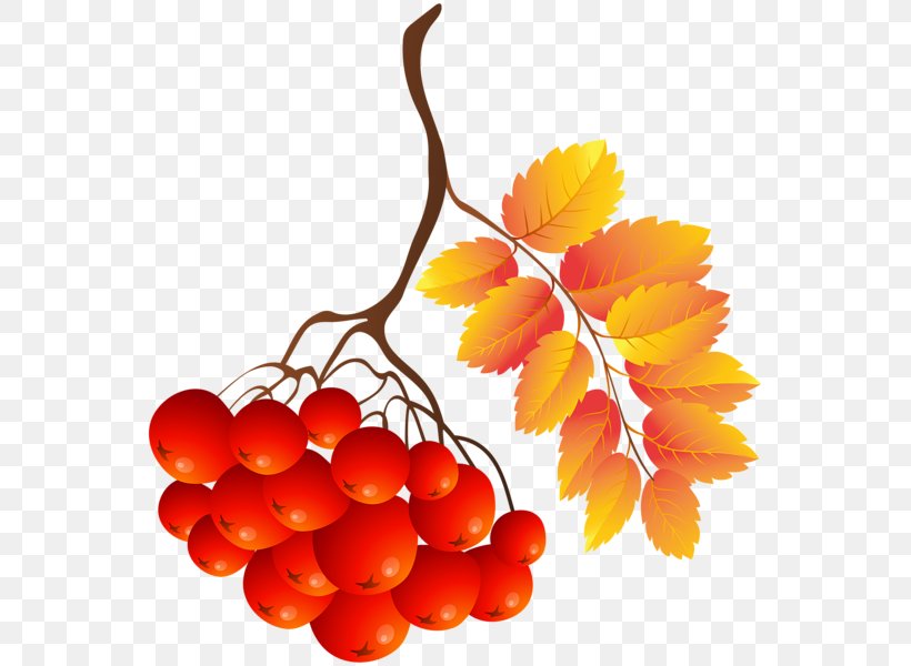 Clip Art Image Download Computer File, PNG, 557x600px, Grape, Autumn, Computer Network, Food, Fruit Download Free