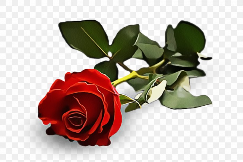 Garden Roses, PNG, 960x640px, Flower, Cut Flowers, Flowering Plant, Garden Roses, Leaf Download Free