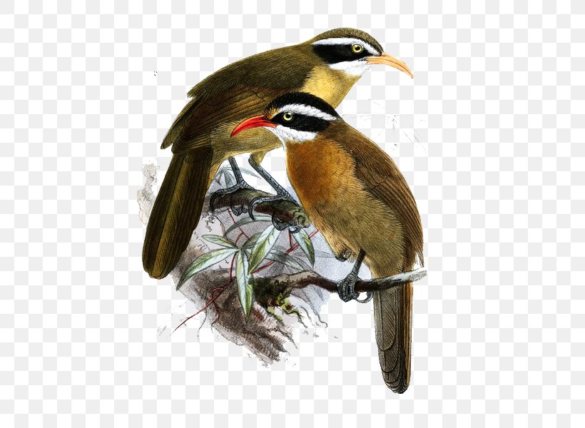 Bird Painting Illustration, PNG, 436x600px, Bird, Beak, Decorative Arts, Drawing, Fauna Download Free
