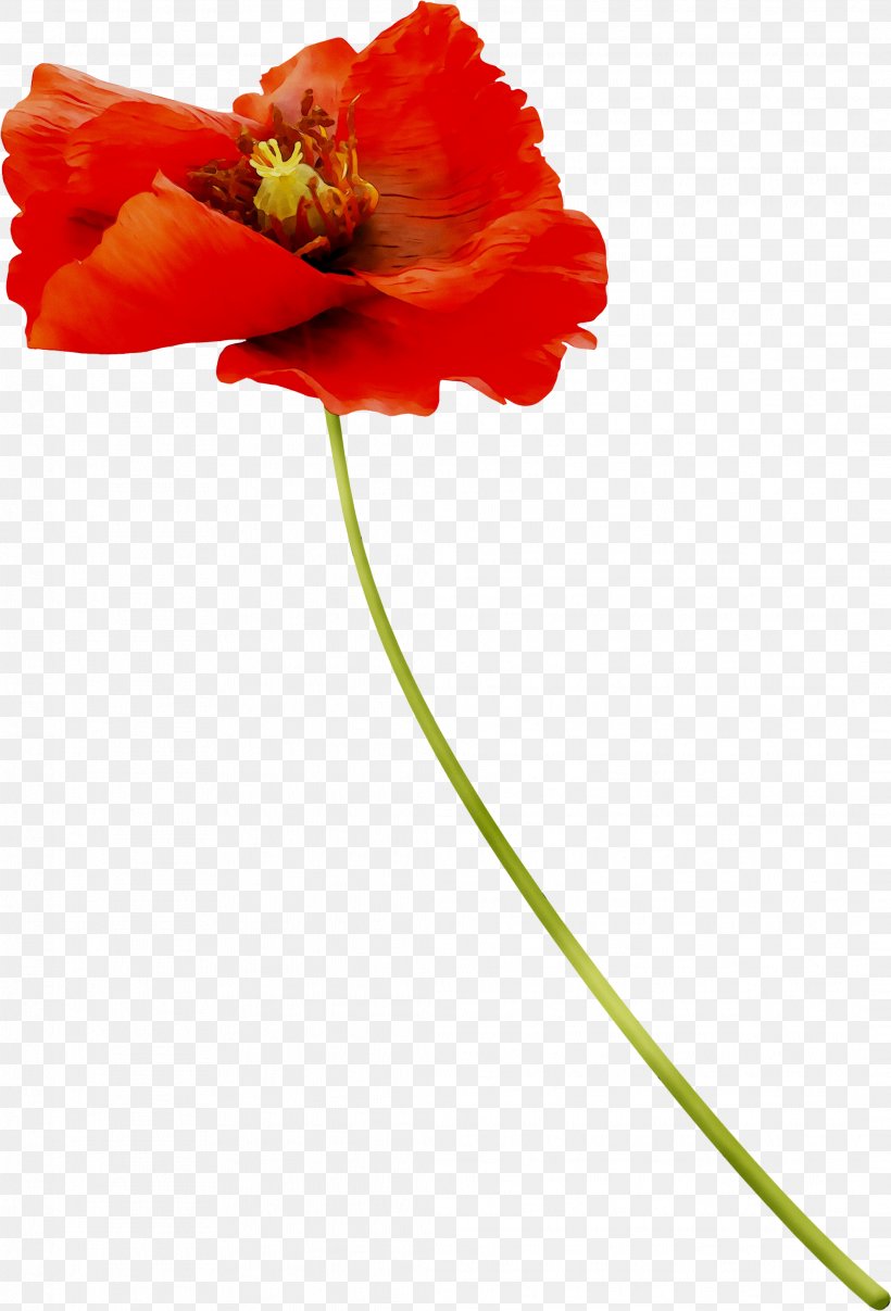Cut Flowers Common Poppy Plants, PNG, 2121x3123px, Flower, Botany, Common Poppy, Coquelicot, Corn Poppy Download Free
