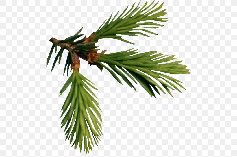 Fir Larch Pine Tree, PNG, 500x543px, Fir, Arborvitae, Arecales, Borassus Flabellifer, Branch Download Free