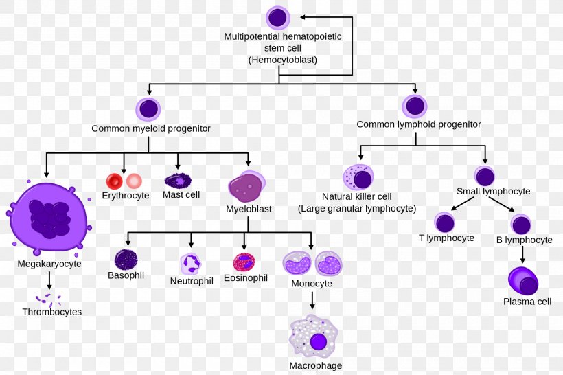 Hematopoietic Stem Cell Blood Cell Haematopoiesis, PNG, 2000x1333px, Hematopoietic Stem Cell, Area, Blood, Blood Cell, Bone Download Free