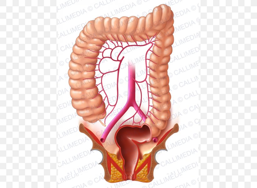 Human Digestive System Lymphatic System Sigmoid Colon Large Intestine Digestion, PNG, 600x600px, Watercolor, Cartoon, Flower, Frame, Heart Download Free