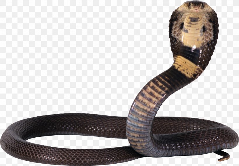 Snake Cobra Clip Art, PNG, 1810x1255px, Snake, Boa Constrictor, Cobra, Coral Snake, Elapid Snakes Download Free