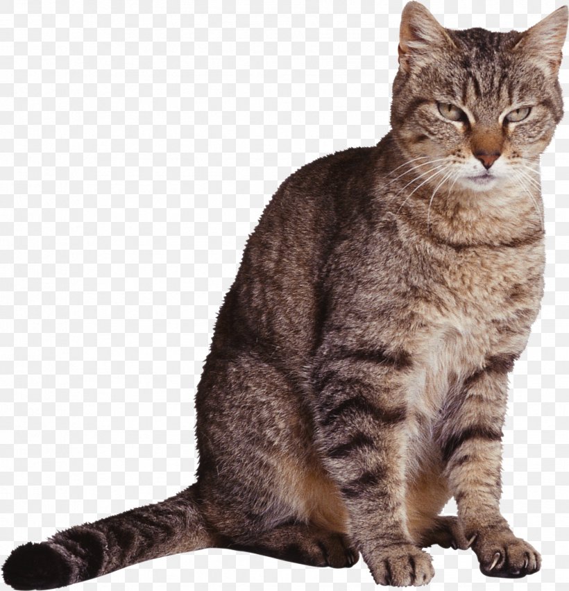 Your Talking Cat Kitten Cougar Felidae, PNG, 1837x1909px, Cat, American Bobtail, American Shorthair, American Wirehair, Animal Download Free