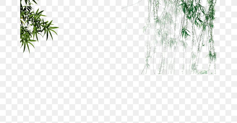 Bamboo Salix Pierotii Green, PNG, 679x425px, Bamboo, Bamboe, Branch, Flora, Grass Download Free