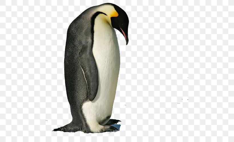 Emperor Penguin Antarctic Snares Penguin Gentoo Penguin, PNG, 500x500px, Penguin, Adxc3xa9lie Penguin, African Penguin, Antarctic, Beak Download Free