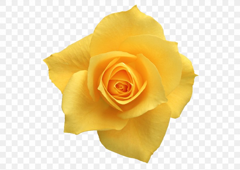 Flower Yellow Red Beach Rose White, PNG, 2950x2094px, Flower, Beach Rose, Blue Rose, Close Up, Color Download Free