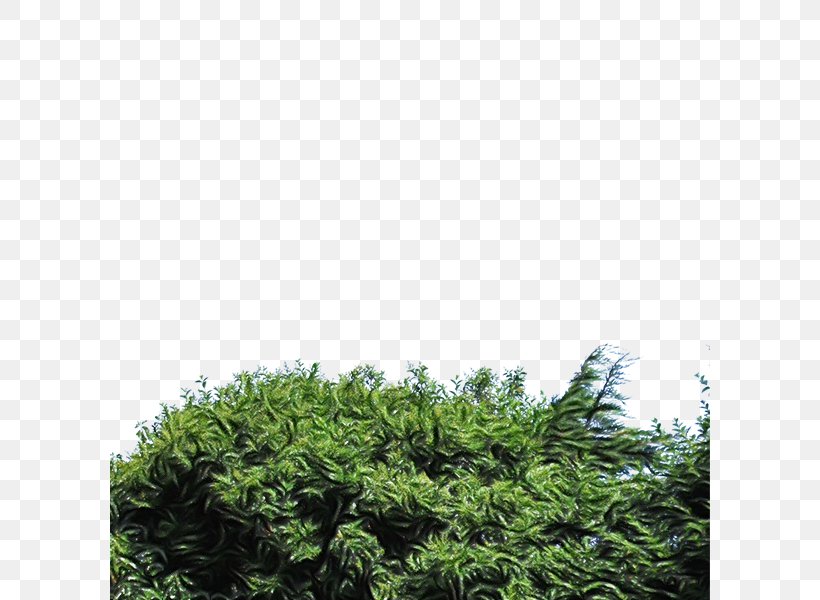 Green Grass Background, PNG, 600x600px, Shrub, Arborvitae, Cupressaceae, Evergreen, Fir Download Free