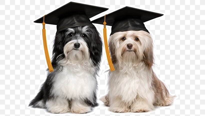 Havanese Dog Puppy Graduation Ceremony Square Academic Cap German Shepherd, PNG, 608x466px, Havanese Dog, Academic Dress, Cap, Carnivoran, Cavachon Download Free