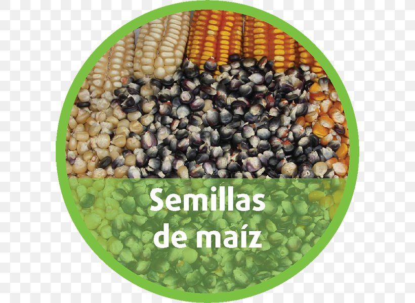 Puebla Agriculture Germination Maize Seed, PNG, 600x600px, Puebla, Agriculture, Bean, Commodity, Conflagration Download Free