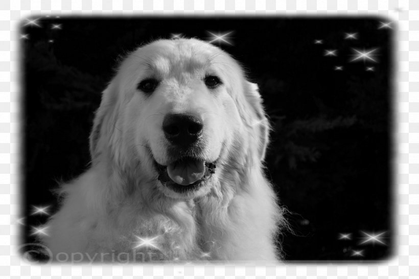 Great Pyrenees Kuvasz Slovak Cuvac Goldendoodle South Russian Ovcharka, PNG, 1425x950px, Great Pyrenees, Animal Husbandry, Beauceron, Black And White, Breed Download Free