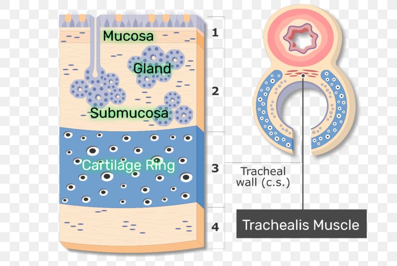 Trachealis Muscle Anatomy Mucous Membrane Respiratory Tract, PNG, 770x550px, Trachea, Adventitia, Anatomy, Area, Brand Download Free