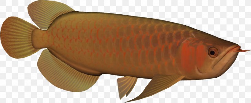 Asian Arowana Freshwater Fish Animal, PNG, 889x366px, Asian Arowana, Alligator Gar, Animal, Animal Figure, Arowana Download Free