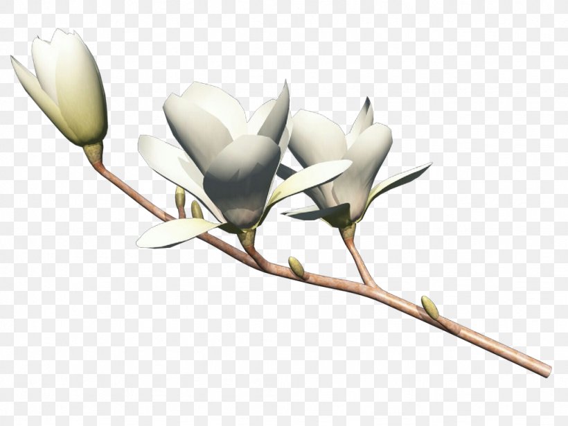 Flower Plant Flowering Plant Branch Bud, PNG, 1024x768px, Pop Art, Branch, Bud, Flower, Flowering Plant Download Free