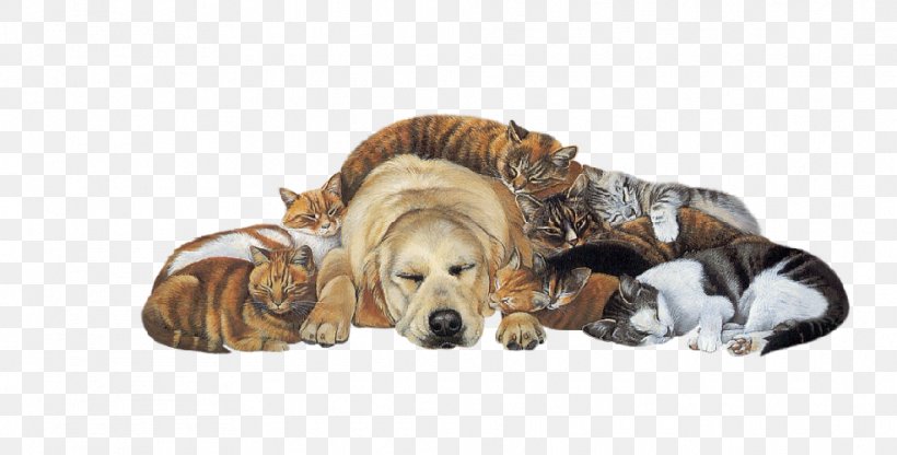 Golden Retriever Shih Tzu Cat Puppy Pet, PNG, 985x500px, Golden Retriever, Animal, Carnivoran, Cat, Dog Download Free