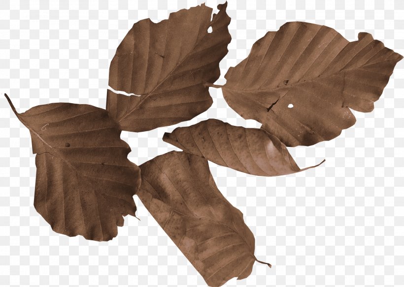 Photography Picture Frames Leaf Clip Art, PNG, 2172x1549px, Photography, Branch, Brown, Creativity, Leaf Download Free