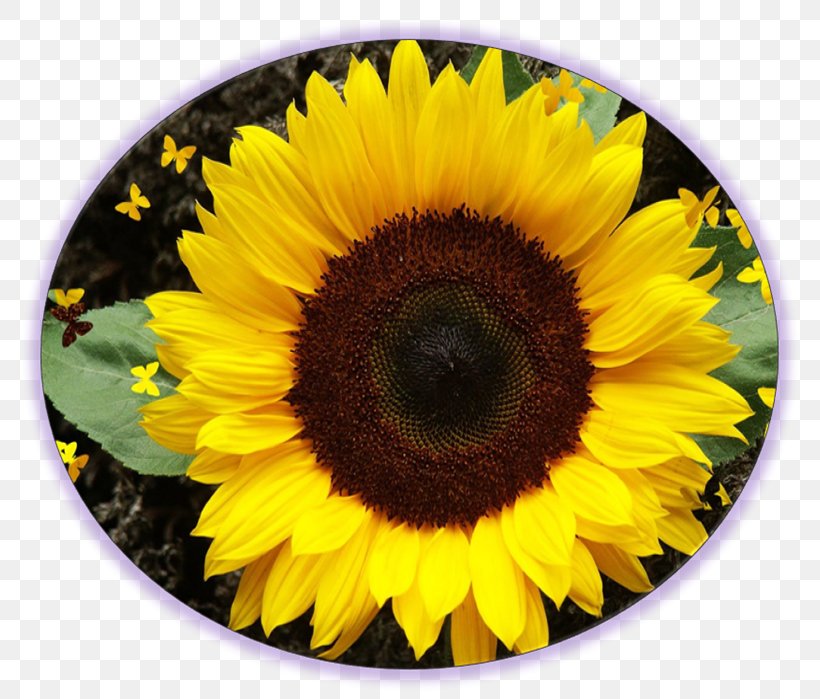 Casa Girassois Common Sunflower Plant, PNG, 811x699px, Common Sunflower, Daisy Family, Flower, Flowering Plant, Homo Sapiens Download Free