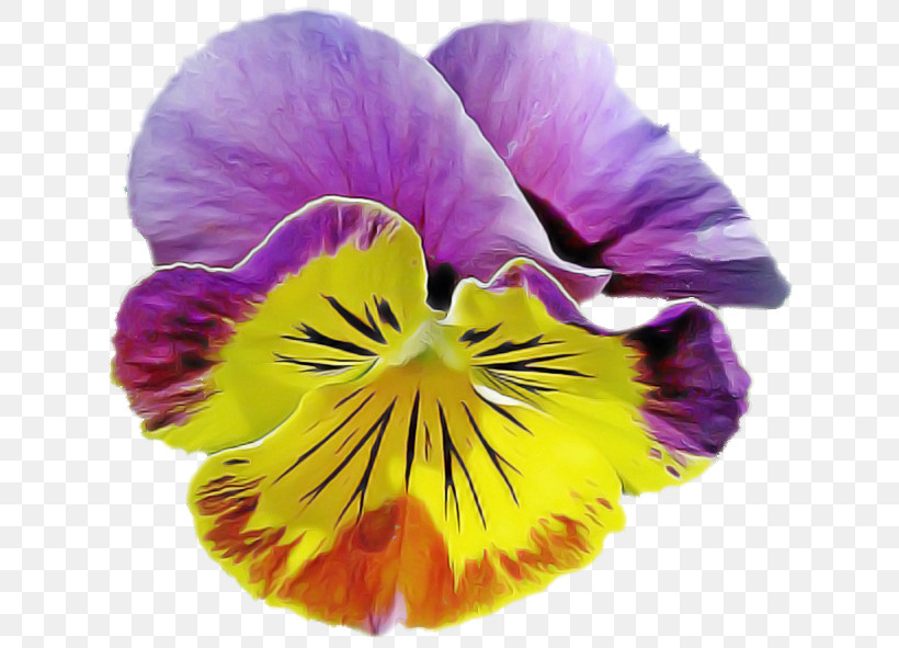 Flower Petal Wild Pansy Pansy Violet, PNG, 638x591px, Flower, Pansy, Petal, Plant, Purple Download Free