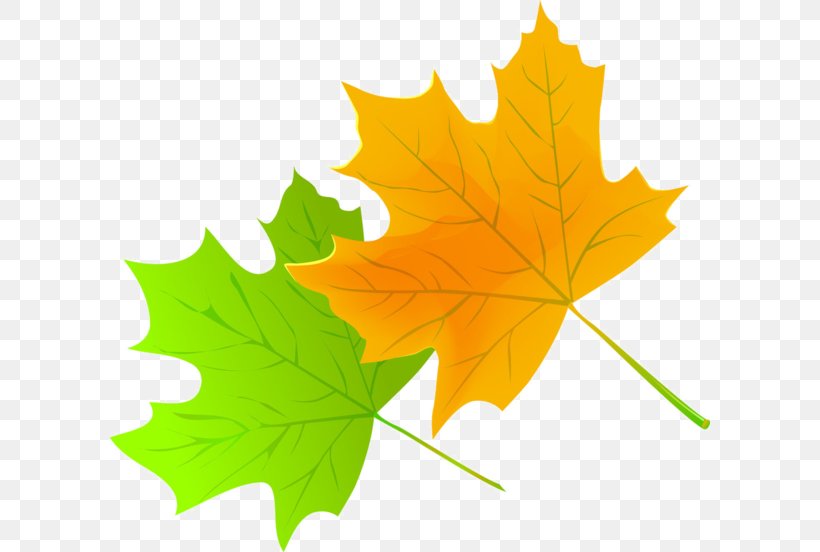 Maple Leaf, PNG, 600x552px, Maple Leaf, Black And White, Cartoon, Green, Leaf Download Free