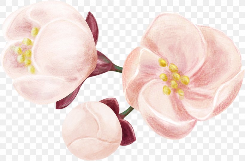 Moth Orchids Cut Flowers Petal Pink M, PNG, 1280x842px, Moth Orchids, Blossom, Cut Flowers, Flower, Flowering Plant Download Free