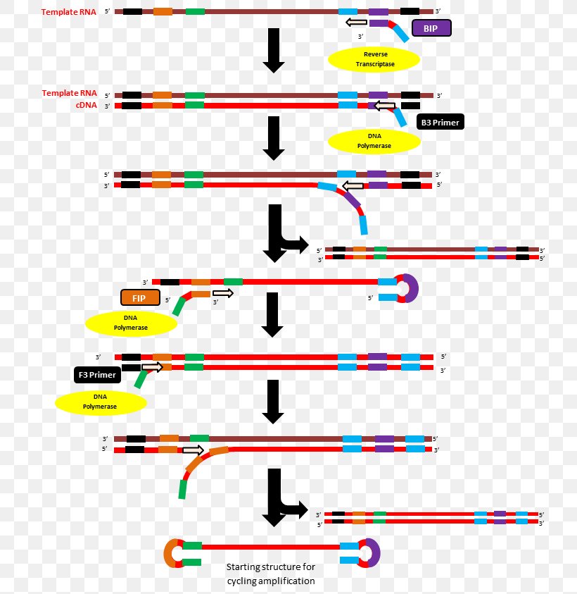 Reverse Transcription Loop-mediated Isothermal Amplification Reverse Transcription Polymerase Chain Reaction Reverse Transcriptase Primer, PNG, 762x843px, Reverse Transcriptase, Amplifikacija, Area, Complementary Dna, Diagram Download Free