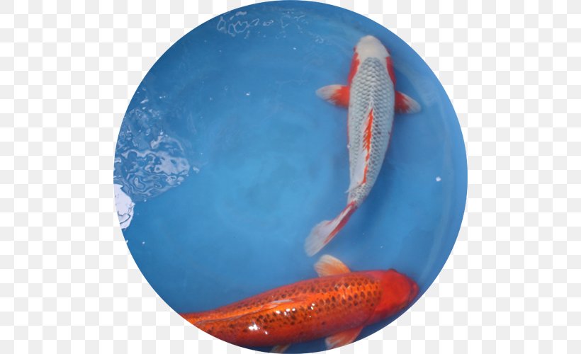 Kōhaku Goldfish Carp Japan, PNG, 500x500px, Kohaku, Biology, Blue, Carp, Fin Download Free