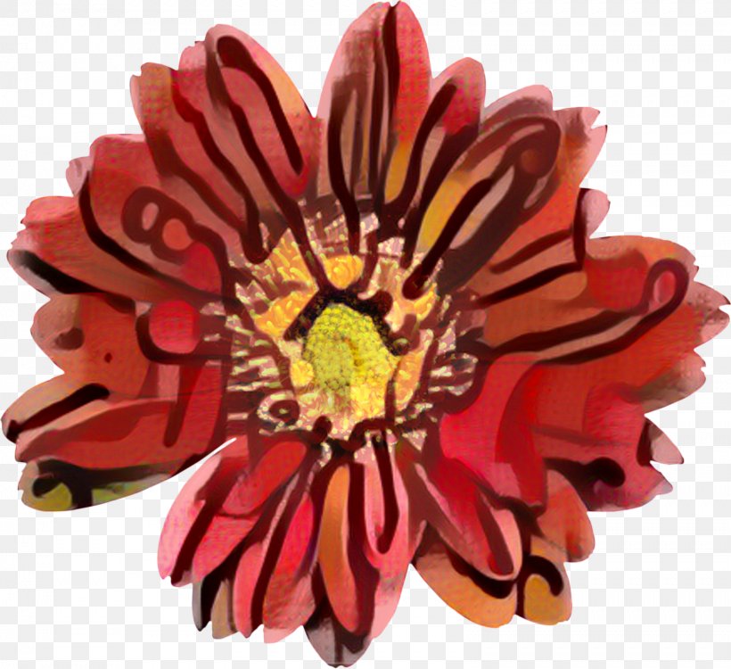 Transvaal Daisy Chrysanthemum Cut Flowers, PNG, 1599x1464px, Transvaal Daisy, Barberton Daisy, Chrysanthemum, Chrysanths, Cut Flowers Download Free