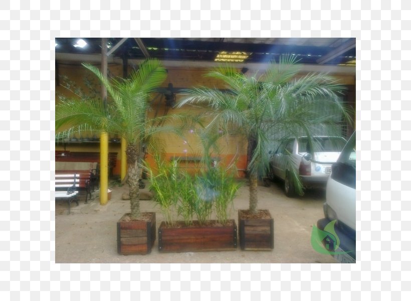 Arecaceae Property Landscaping Tree, PNG, 600x600px, Arecaceae, Arecales, Grass, Landscaping, Palm Tree Download Free