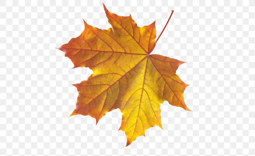 Autumn Leaf Color Maple Leaf, PNG, 564x504px, Autumn Leaf Color, Autumn, Deciduous, Leaf, Maple Download Free