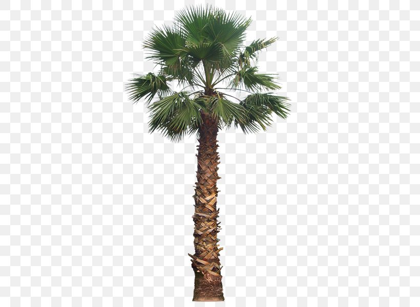California Palm Palm Trees Laura Ashley 56