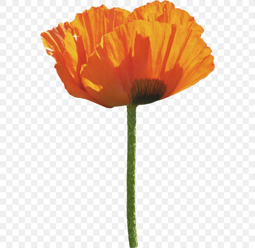 Common Poppy Flower, PNG, 562x800px, Poppy, Common Poppy, Coquelicot, Flower, Flowering Plant Download Free