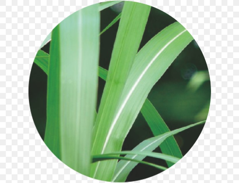 Green Leaf, PNG, 630x630px, Green, Grass, Leaf Download Free