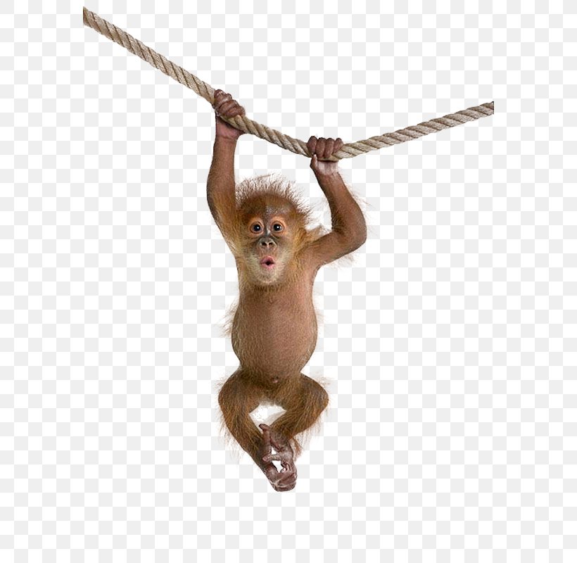 Monkey Clip Art, PNG, 584x800px, Monkey, Common Chimpanzee, Document, Image File Formats, Image Resolution Download Free