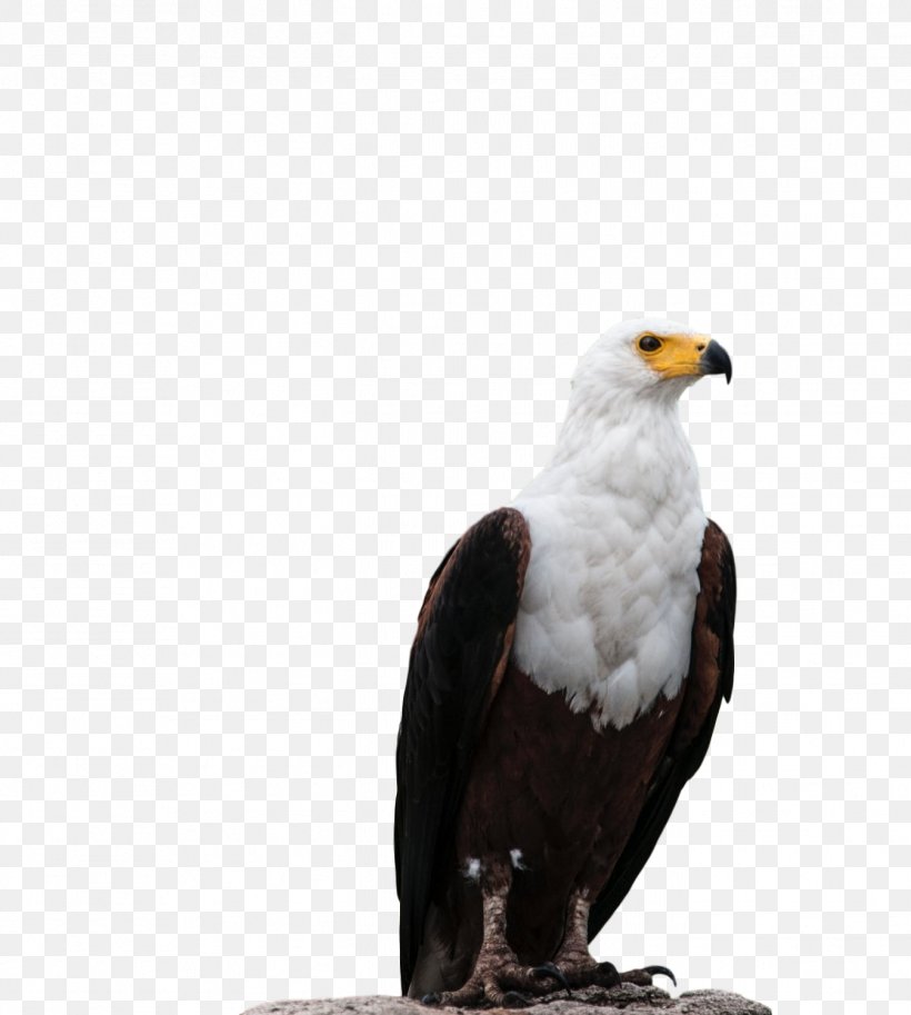 Bald Eagle Beak Fauna Falcon, PNG, 1346x1500px, Bald Eagle, Accipitridae, Accipitriformes, Beak, Bird Download Free