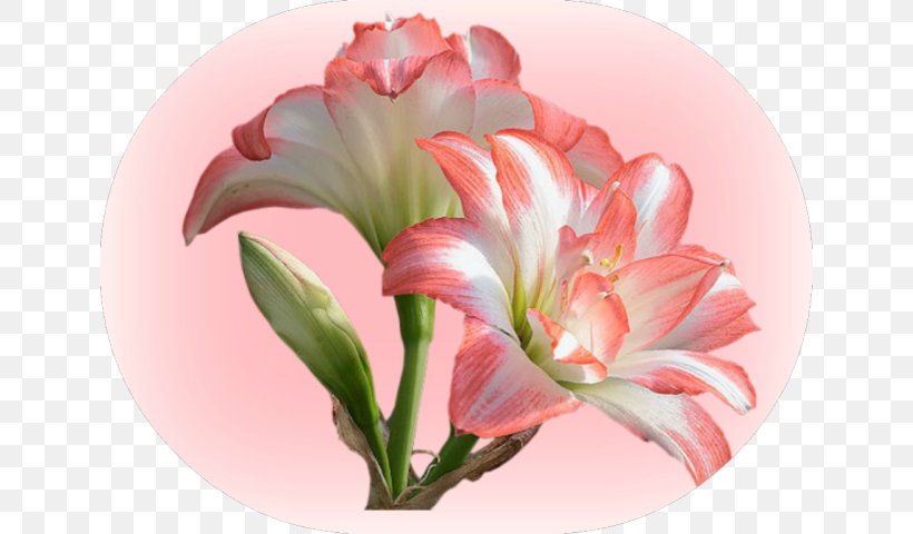 Desktop Wallpaper The Plant Cafe Organic Image Photograph Nature, PNG, 640x480px, Nature, Alstroemeriaceae, Amaryllis, Amaryllis Belladonna, Amaryllis Family Download Free