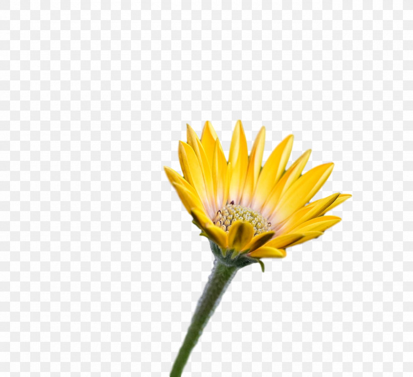 Plant Stem Dandelion Transvaal Daisy Annual Plant Sunflowers, PNG, 1280x1171px, Plant Stem, Annual Plant, Biology, Closeup, Dandelion Download Free