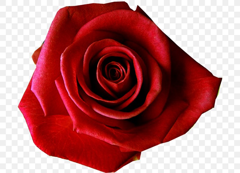 Rose Flower Preservation Desktop Wallpaper Red, PNG, 700x593px, Rose, China Rose, Close Up, Color, Cut Flowers Download Free