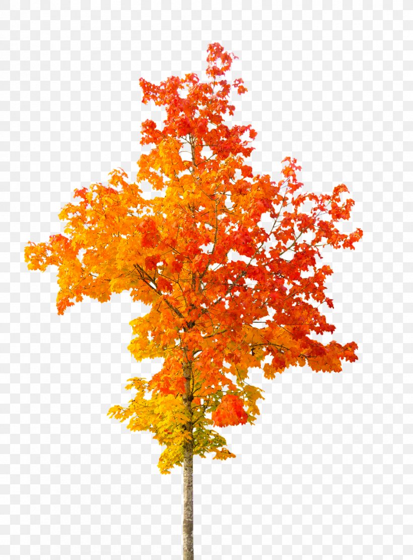 Tree Autumn Leaf Color, PNG, 945x1280px, Tree, Autumn, Autumn Leaf Color, Branch, Flowering Plant Download Free