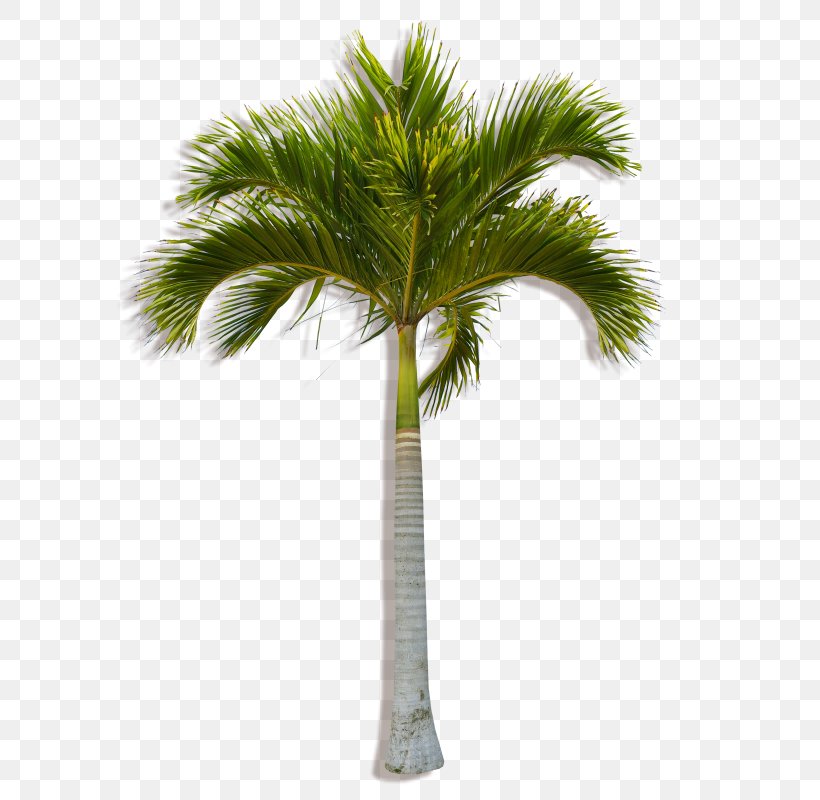 Asian Palmyra Palm Coconut Arecaceae Tree Plant, PNG, 590x800px, Asian Palmyra Palm, Areca Palm, Arecaceae, Arecales, Attalea Speciosa Download Free