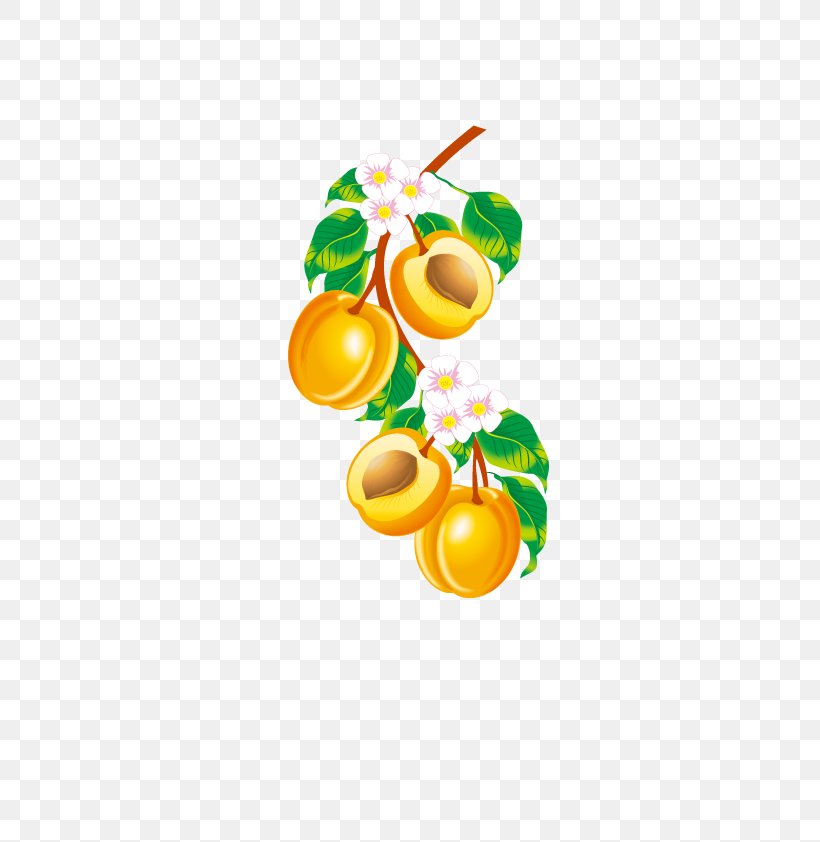 Fruit Apricot Euclidean Vector Clip Art, PNG, 595x842px, Fruit, Apple, Apricot, Food, Fruit Tree Download Free